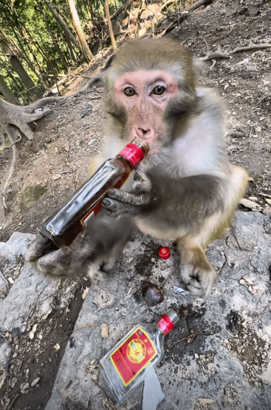 大爷喂野生猴子喝白酒还夸其海量后面还有人拿槟榔(图2)