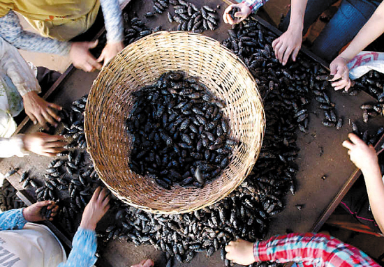 海南槟榔收购价格行情参考（2026年1月6日）(图1)